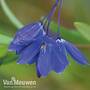 Sollya heterophylla 'Ultra Blue'