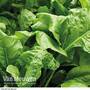 Spinach 'Perpetual' (Spinach Beet)