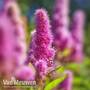 Spiraea x billardii
