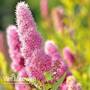 Spiraea douglasii