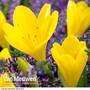 Sternbergia lutea