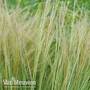 Stipa tenuissima