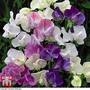 Sweet Pea 'Scent Infusion'