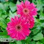 Gerbera 'Garvinea Sweet Sparkle'