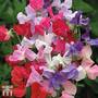 Sweet Pea 'Early Mammoth Mixed'