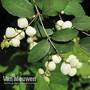 Symphoricarpos albus