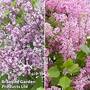 Syringa Flowerfesta' Duo