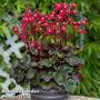 Saxifraga 'Dancing Pixies Tally'