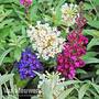 Buddleja Tricolour