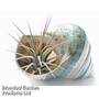Airplant Ionantha