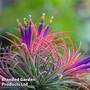 Airplant Ionantha