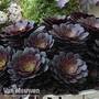 Aeonium arboreum 'Tip Top'