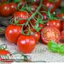 Tomato 'Rubylicious'