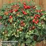 Tomato 'Red Profusion'