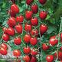 Tomato 'Aviditas' (Grafted)