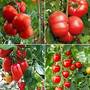 Tomato Crimson Collection (Grafted)