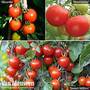 Tomato Grow Bag Collection