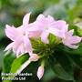 Trachelospermum 'Rose'