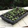 Garden Grow Plug and Seed Growing Tray