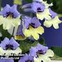 Streptocarpus 'Harlequin Blue'