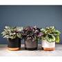 Begonia Rex Trio - Gift