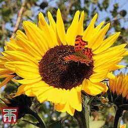 Sunflower 'Russian Giant' (Start-A-Garden™ Range)