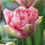 Tulip 'Promiss'