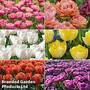 Tulip 'Royal Palace Doubles' Collection