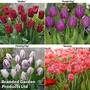 Tulip Patio Collection