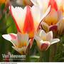 Tulip 'Floresta' (Kaufmanniana group)