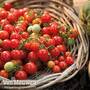 Tomato 'Tumbling Tom Red'