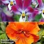 Pansy and Viola Winter Duo