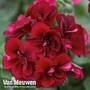 Geranium 'Grandeur® Ivy Velvet'