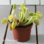 Dionaea Muscipula (Venus Fly Trap)