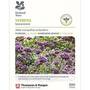 Verbena bonariensis (National Trust)