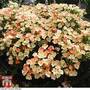 Verbena 'Peaches 'n' Cream'