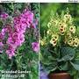 Verbascum Duo