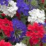 Verbena 'Union Jack'