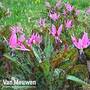 Erythronium dens-canis 'Purple King'