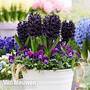 Hyacinth 'Midnight Mystic'®