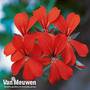 Geranium 'Ville de Paris Red'