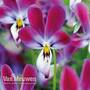Viola 'Bunny Ears'