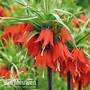 Fritillaria imperialis