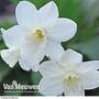 Narcissus 'Niveth'