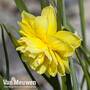 Narcissus 'Pencrebar'