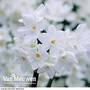 Narcissus papyraceus