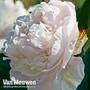 Peony 'Duchesse de Nemours'