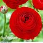 Ranunculus 'Red'