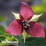 Trillium erectum