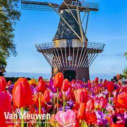 Tulip Delightfully Dutch Mix